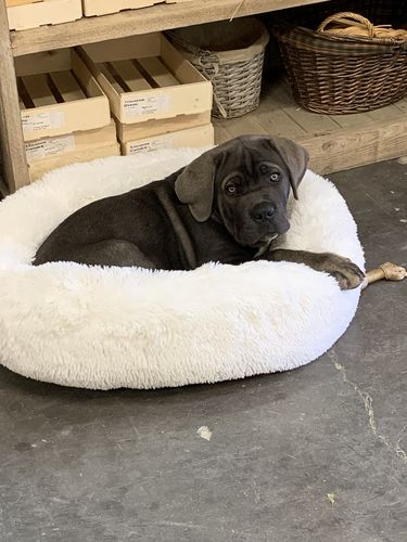 Customer photo review of Lit Apaisant Comfy® |  Pour Chien et Chat