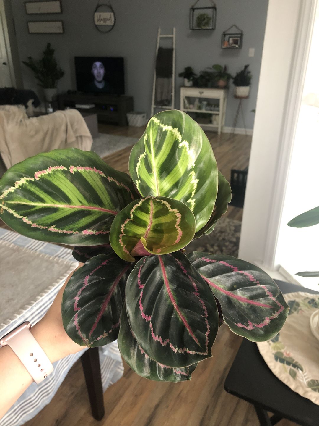 Customer photo review of 4" Calathea roseopicta 'Dottie'
