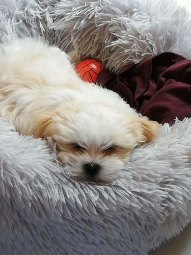 Customer photo review of Lit Apaisant Comfy® |  Pour Chien et Chat
