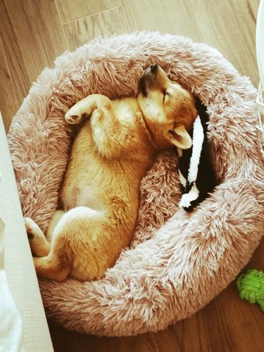 Customer photo review of Lit Apaisant Comfy® |  Pour Chien et Chat