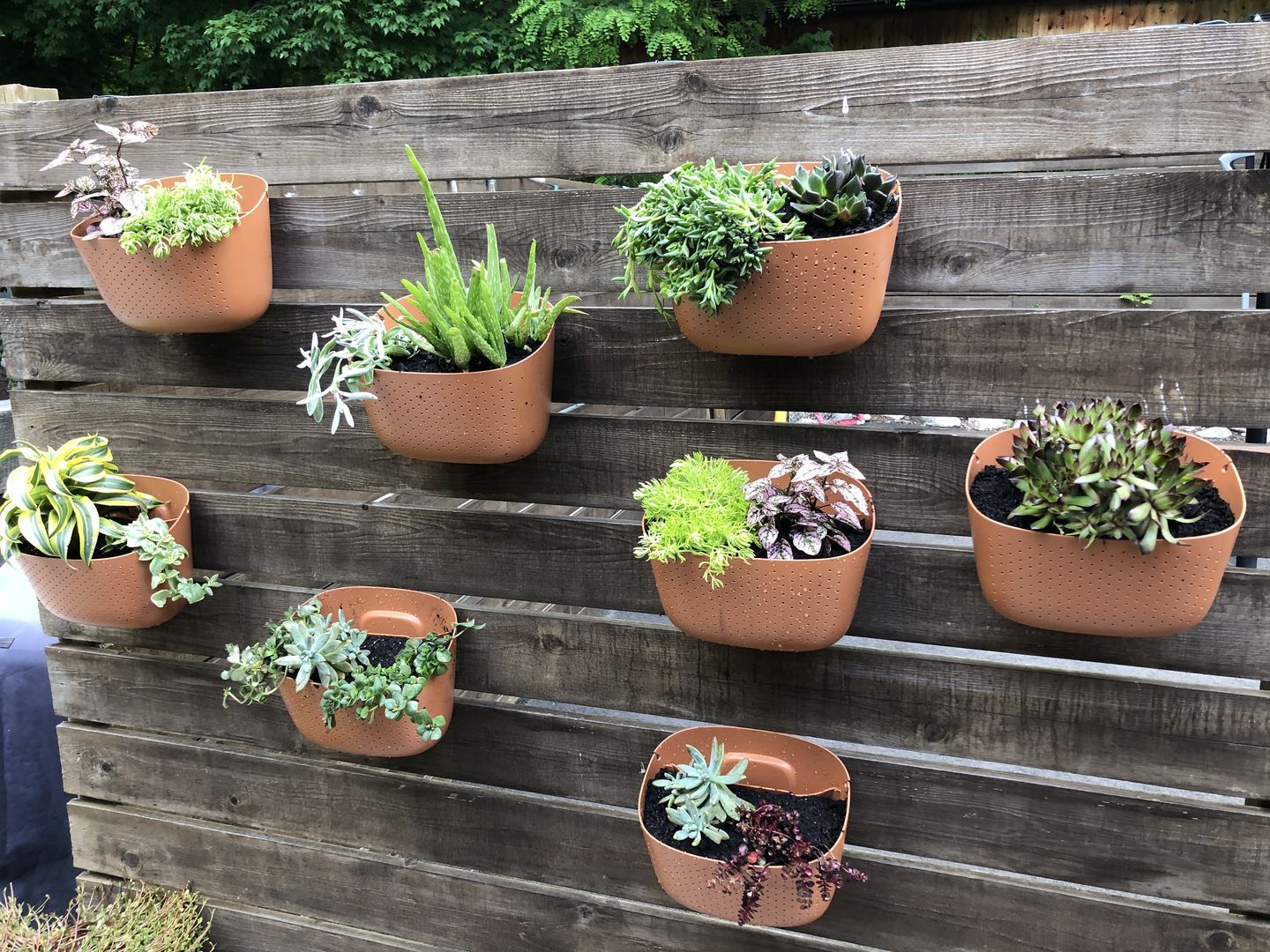 Customer photo review of Wally Eco Terracotta Wall Planter
