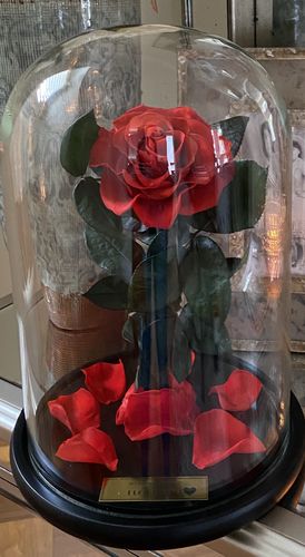 Customer photo review of A Lasting Bélle