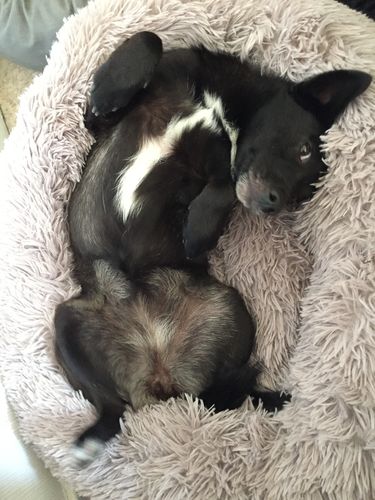 Customer photo review of Lit Apaisant Comfy® |  Pour Chien et Chat