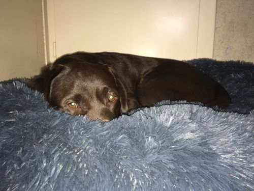Customer photo review of Lit Apaisant Comfy® |  Pour Chien et Chat