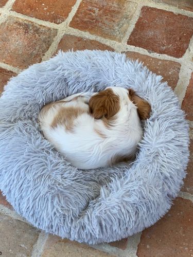 Customer photo review of Lit Apaisant Comfy® |  Pour Chien et Chat