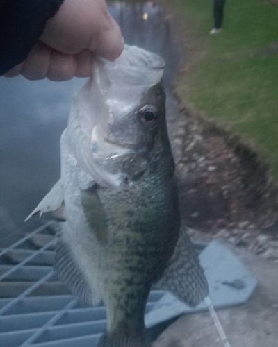 Customer photo review of Headbanger RockerHead 3-pack