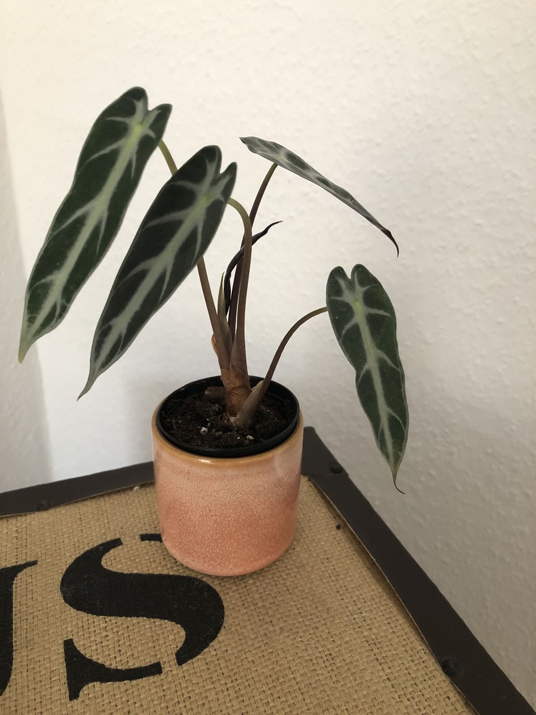 Customer photo review of ALOCASIA BAMBINO
