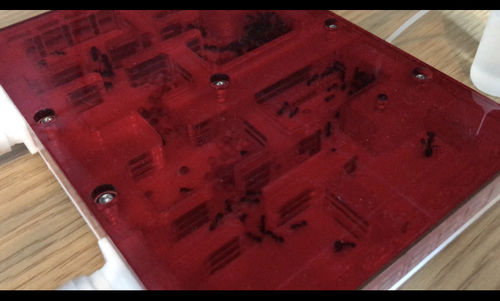 Customer photo review of AntKit Acrylic Nest Series 4 (Size 8)