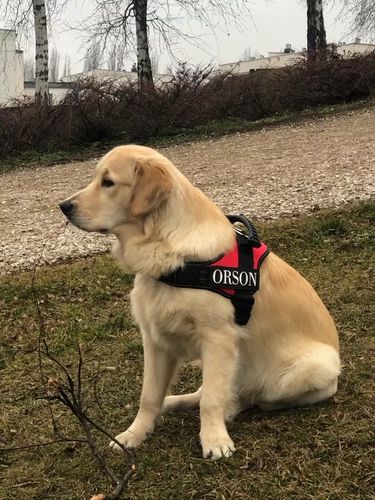 Customer photo review of Pfotenlove - Anti-Zug Personalisiertes Hundegeschirr – Premium Edition