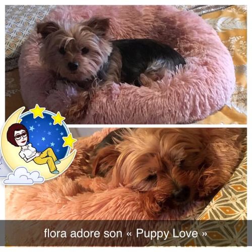 Customer photo review of Lit Apaisant Comfy® |  Pour Chien et Chat