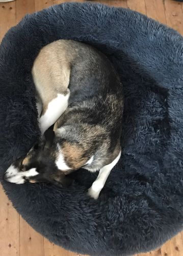 Customer photo review of Lit Apaisant Comfy® |  Pour Chien et Chat