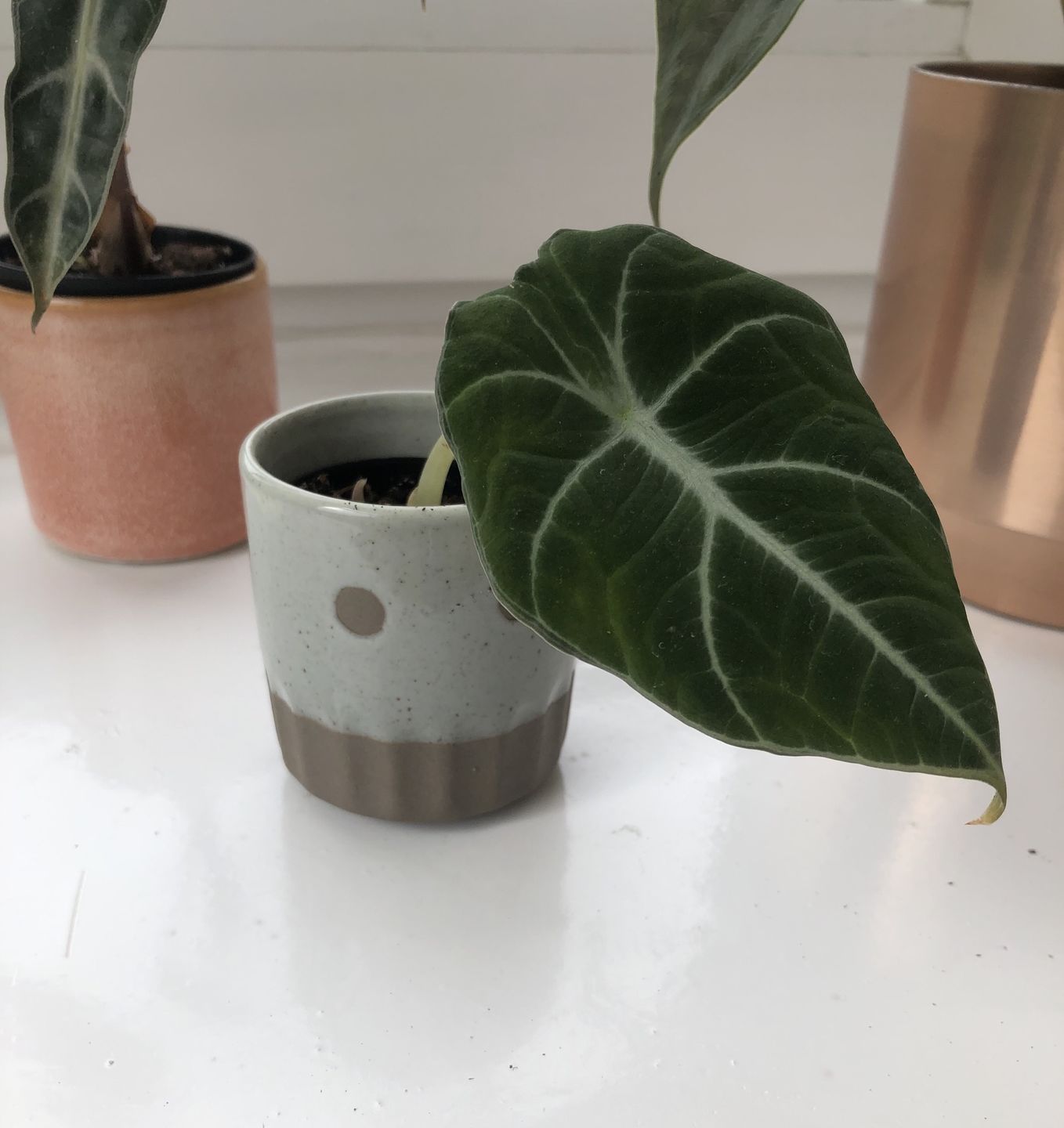 Customer photo review of ALOCASIA BLACK VELVET