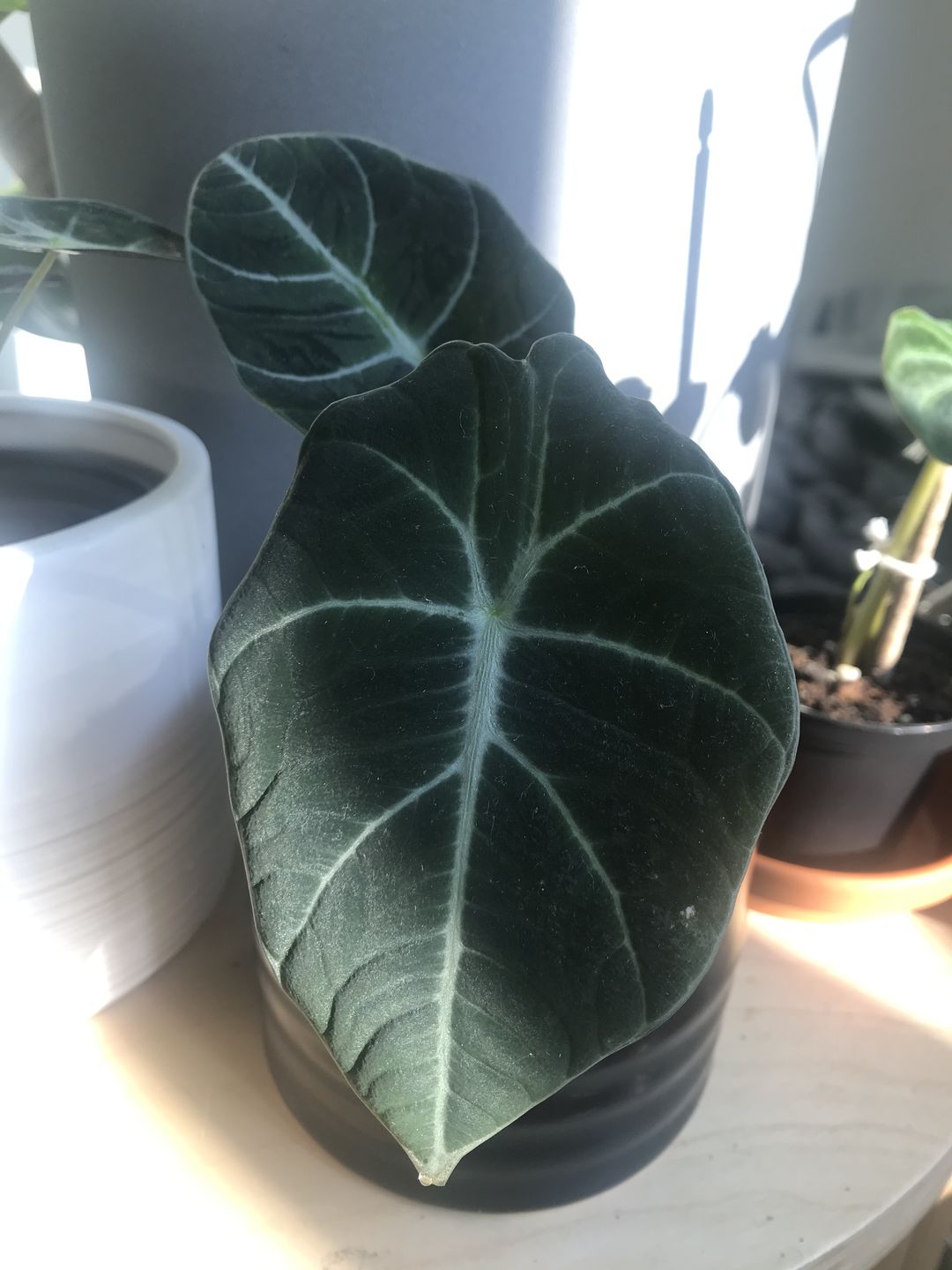 Customer photo review of ALOCASIA BLACK VELVET