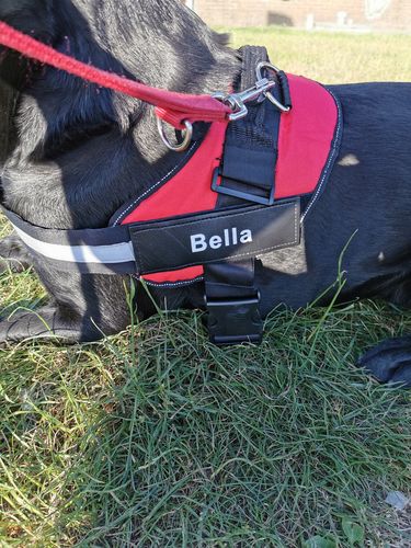 Customer photo review of Pfotenlove® - Personalisiertes Hundegeschirr