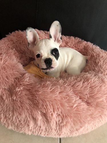 Customer photo review of Lit Apaisant Comfy® |  Pour Chien et Chat