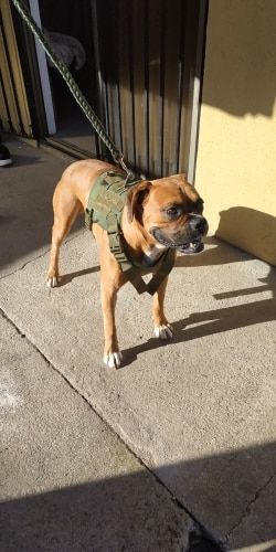 Customer photo review of Heavy Duty Tactical No Pull Dog Harness Vest