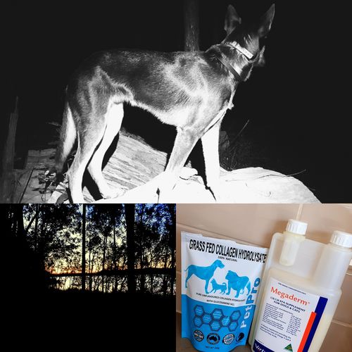 Kate C. review of PetPro COLLAGEN 200g formula for pets image 1 out of 1