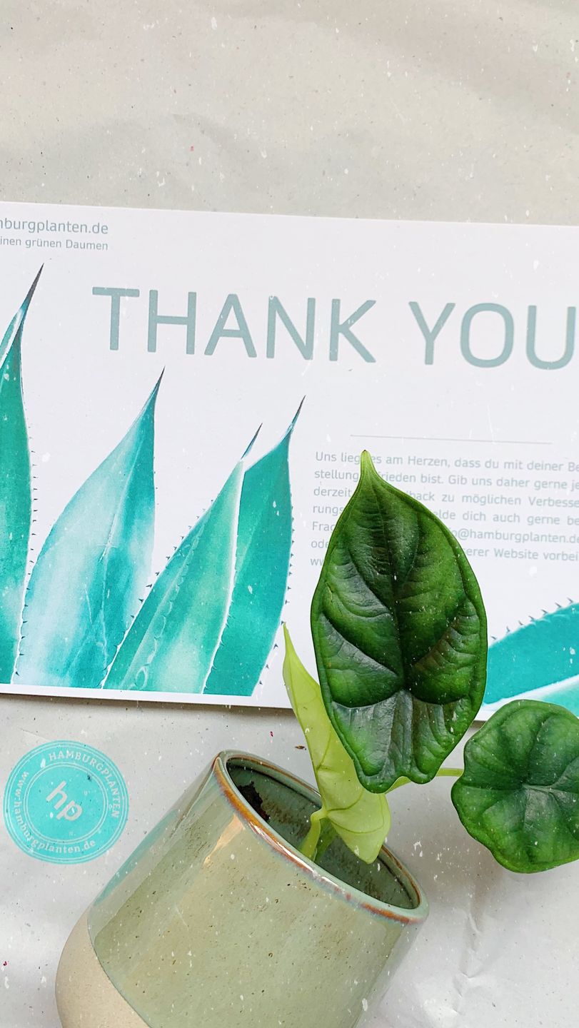 Customer photo review of ALOCASIA DRAGON SCALE