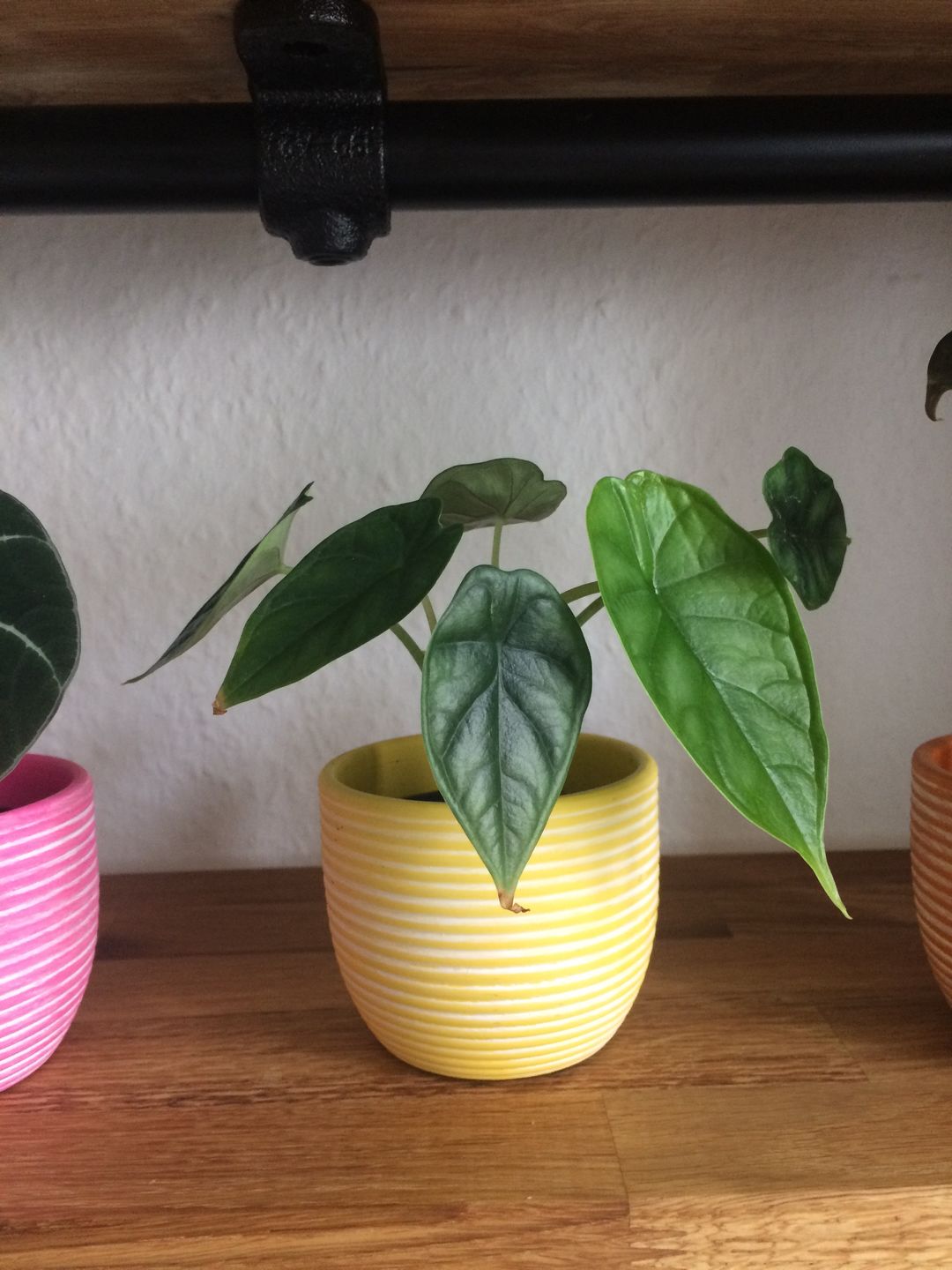 Customer photo review of ALOCASIA DRAGON SCALE