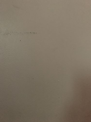 Customer photo review of The Purrfect Bowl