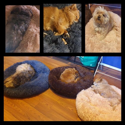 Cozy Pets Reviews 122 Reviews