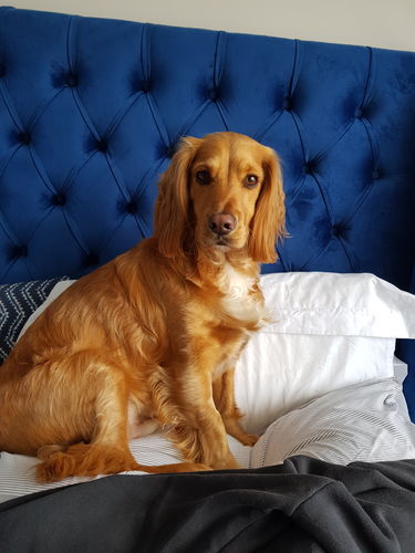 Customer photo review of Juniper Winged Bed