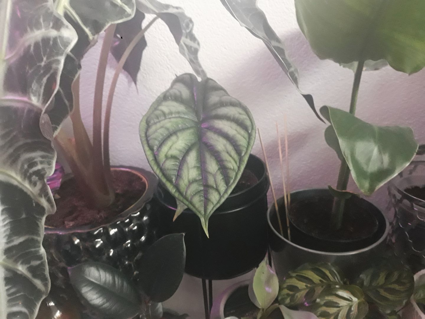 Customer photo review of ALOCASIA DRAGON SCALE