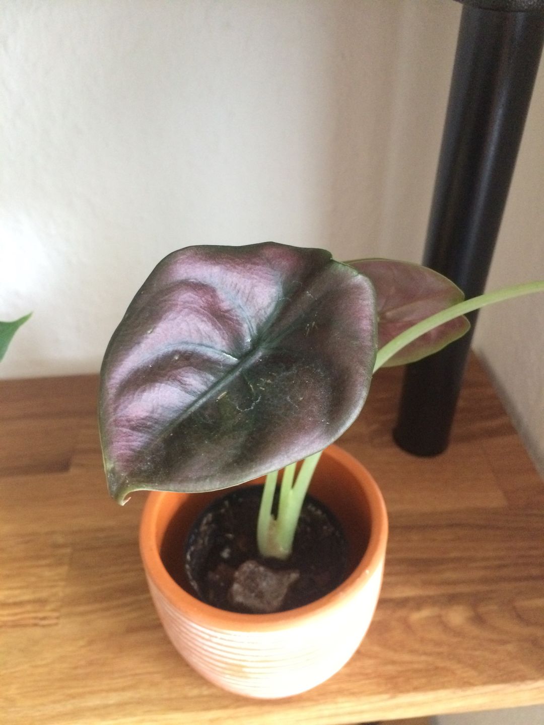 Customer photo review of ALOCASIA CUPREA RED SECRET