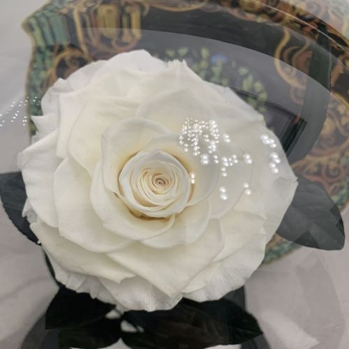 Customer photo review of A Lasting Bélle