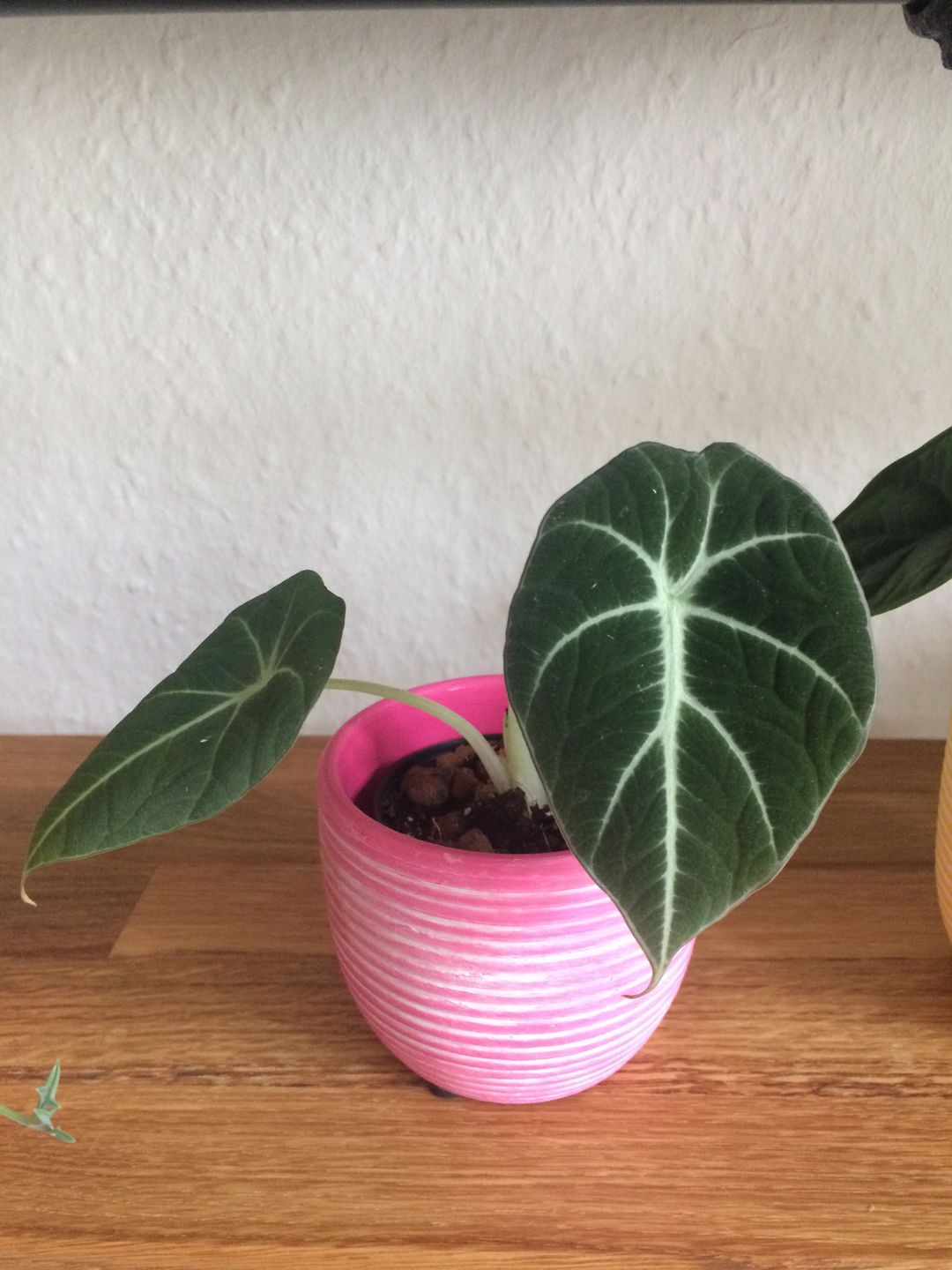 Customer photo review of ALOCASIA BLACK VELVET