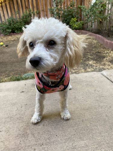 Customer photo review of Floral girl dog harness vest/ rifle paper co