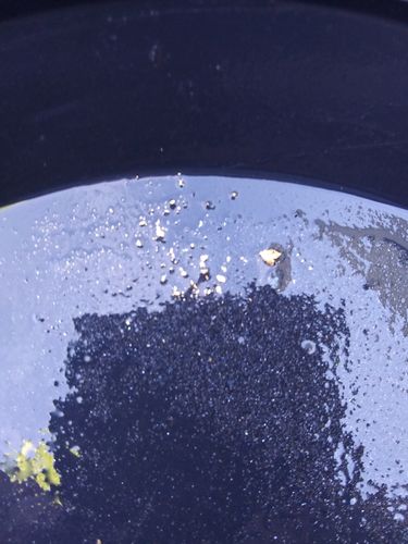 Customer photo review of *BOGO* NUGGET RESERVE '3 Ounce Nugget Hunt' - Gold Paydirt Concentrate - Panning Pay Dirt Bag