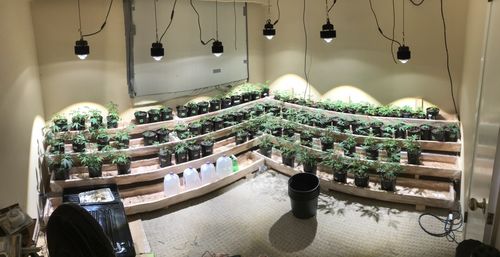 Customer photo review of OPTIC 1 VEG COB LED GROW LIGHT 54W 5000k COB