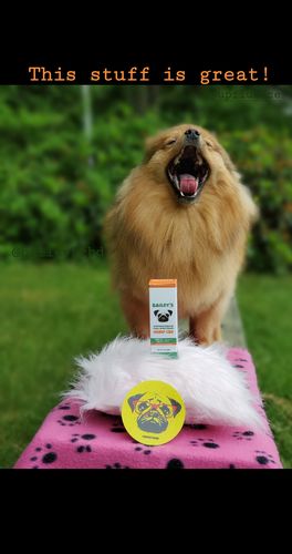Customer photo review of Bailey's Full Spectrum Hemp Oil For Dogs w/ 300MG Naturally Occurring CBD