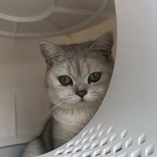 Customer photo review of Mayitwill XL Castle 2 in 1 Front-Entry Semi-Closed Cat Litter Box with Scoop