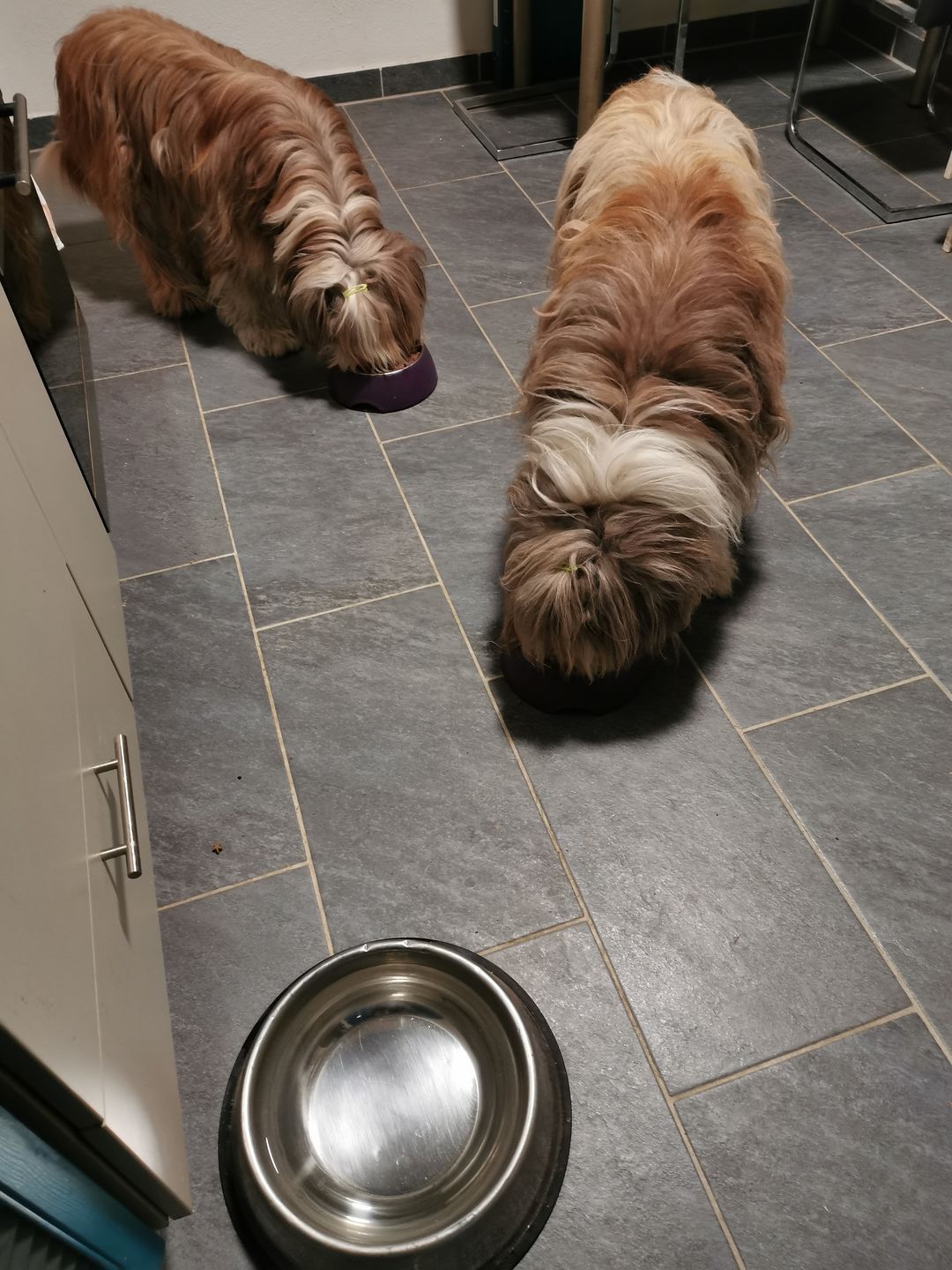 Customer photo review of NutriDog Starter-Box - 3 Sorten in 500g Portionen