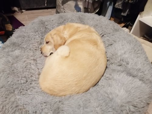 Customer photo review of Lit Apaisant Comfy® |  Pour Chien et Chat