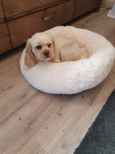Customer photo review of Lit Apaisant Comfy® |  Pour Chien et Chat