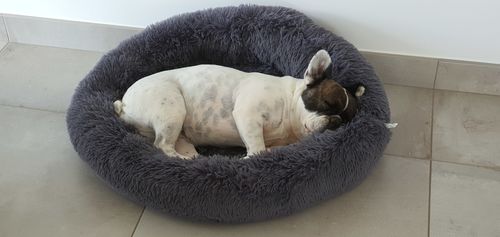 Customer photo review of Lit Apaisant Comfy® |  Pour Chien et Chat