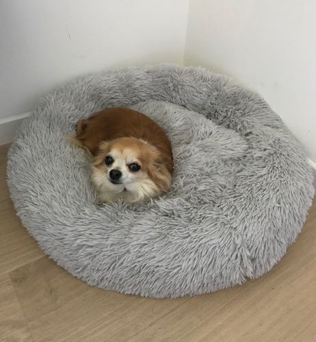 Customer photo review of Lit Apaisant Comfy® |  Pour Chien et Chat