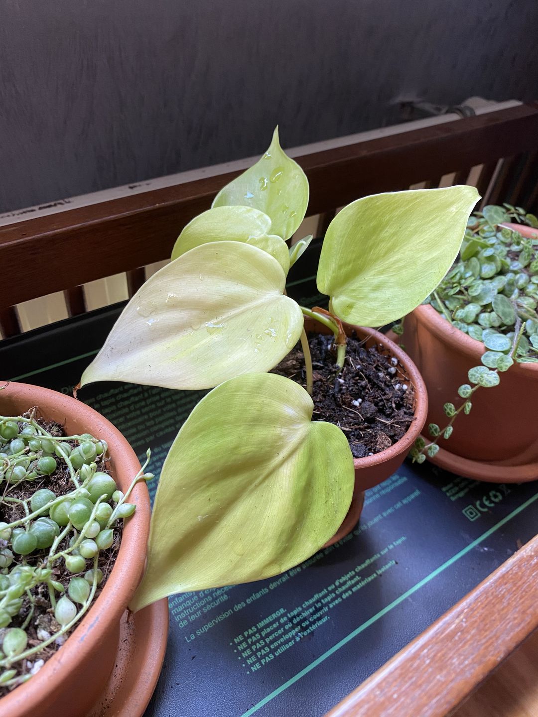 Customer photo review of PHILODENDRON HEDERACEUM LEMON LIME