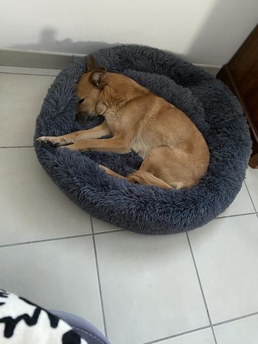 Customer photo review of Lit Apaisant Comfy® |  Pour Chien et Chat