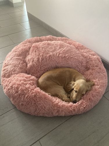 Customer photo review of Lit Apaisant Comfy® |  Pour Chien et Chat