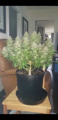 Customer photo review of - Open Box - Optic 6 Gen3 3000k/5000k Mix Cobs