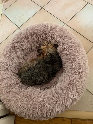 Customer photo review of Lit Apaisant Comfy® |  Pour Chien et Chat