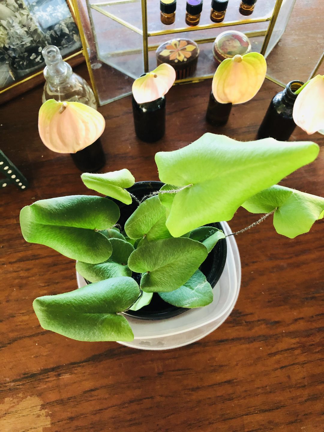 Customer photo review of 4" Fern Heart (Hemionitis Arifolia)