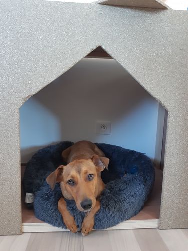 Customer photo review of Lit Apaisant Comfy® |  Pour Chien et Chat
