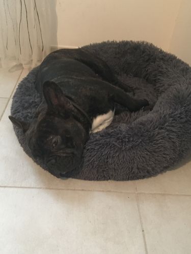 Customer photo review of Lit Apaisant Comfy® |  Pour Chien et Chat