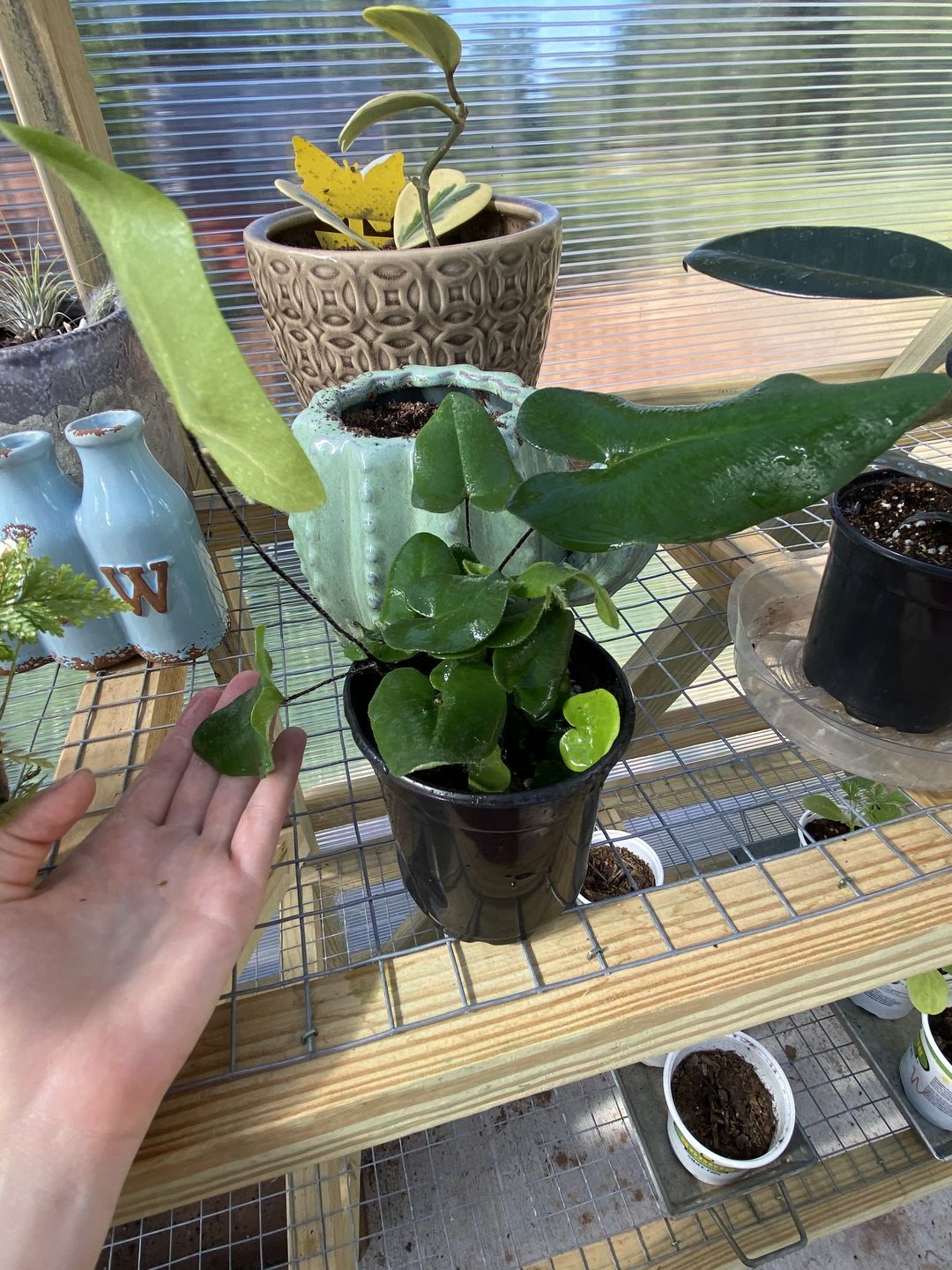 Customer photo review of 4" Fern Heart (Hemionitis Arifolia)