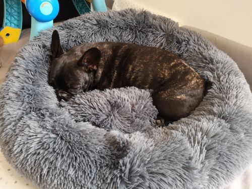Customer photo review of Lit Apaisant Comfy® |  Pour Chien et Chat